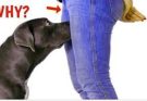IF your dog🦮🦮 is sniffing your genital area, it means you have…Read More